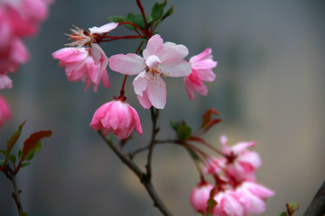 南京春色 花朵盛开 姹紫嫣红