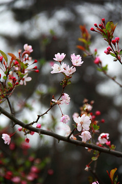 南京春色 花朵盛开 姹紫嫣红