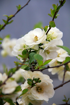 南京春色 花朵盛开 姹紫嫣红