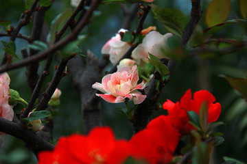 南京春色 花朵盛开 姹紫嫣红