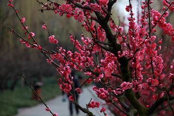 南京春色 花朵盛开 姹紫嫣红