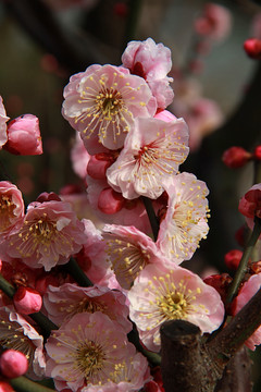 南京春色 花朵盛开 姹紫嫣红