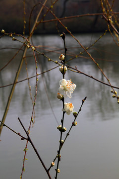 南京春色 花朵盛开 姹紫嫣红