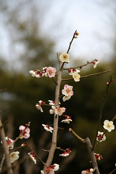 南京春色 花朵盛开 姹紫嫣红