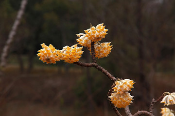 南京春色 花朵盛开 姹紫嫣红