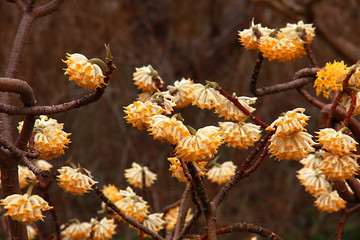 南京春色 花朵盛开 姹紫嫣红