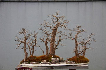 盆景艺术 国粹 扬州瘦西湖