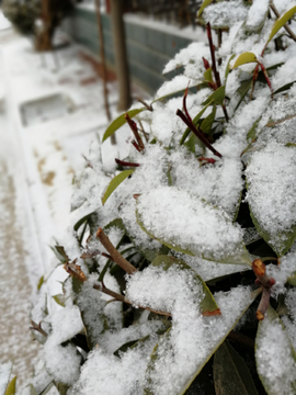 初雪