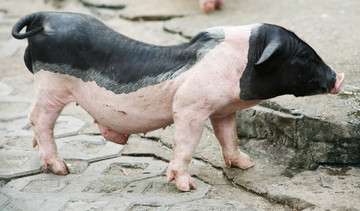 母猪 黑背猪 短腿猪 猪