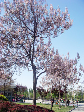 桃树 公园景观