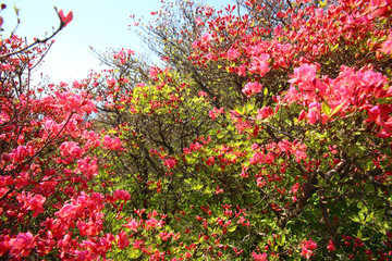 龟山杜鹃花