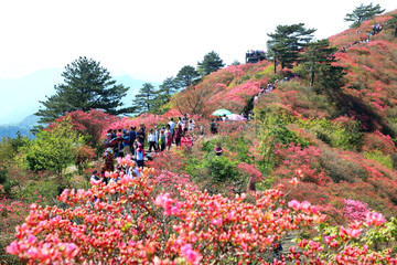 龟山杜鹃花海游人