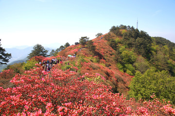 麻城龟山杜鹃花海美景