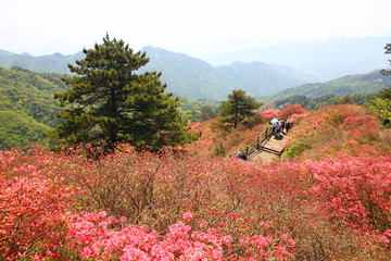 龟山杜鹃花海