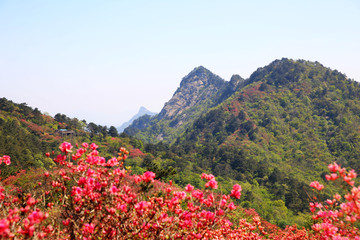 龟山杜鹃花海