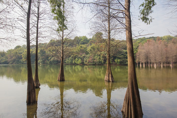 水杉