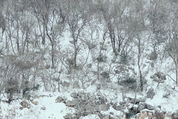 雪后的山林