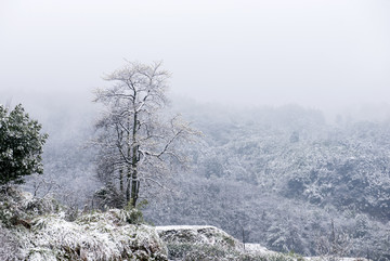 雪后的树林