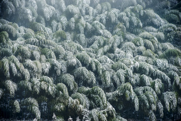 雪后竹林