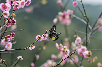 意境梅花