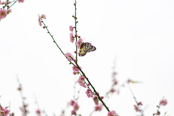 意境梅花