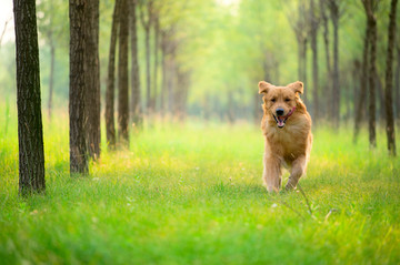 金毛巡回猎犬