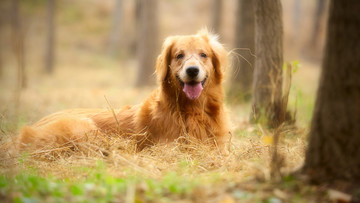 金毛巡回猎犬