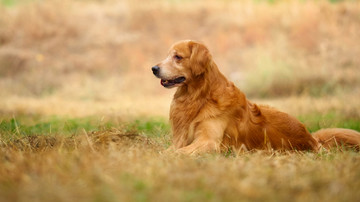 金毛巡回猎犬