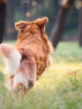 金毛巡回猎犬