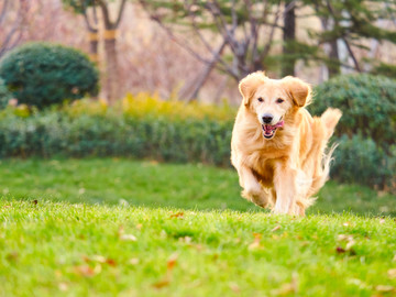 金毛巡回猎犬