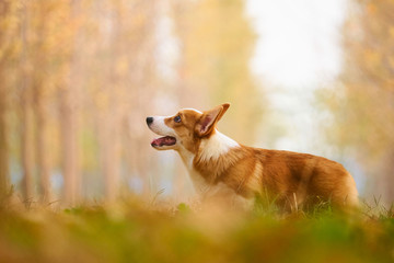 彭布罗克威尔士柯基牧牛犬