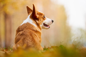 彭布罗克威尔士柯基牧牛犬