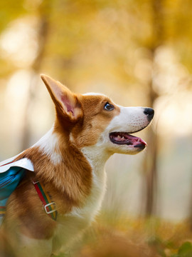 彭布罗克威尔士柯基牧牛犬