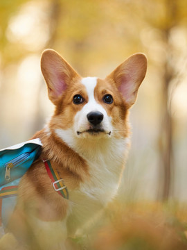 彭布罗克威尔士柯基牧牛犬