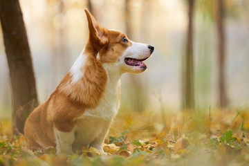 彭布罗克威尔士柯基牧牛犬