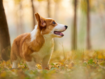 彭布罗克威尔士柯基牧牛犬