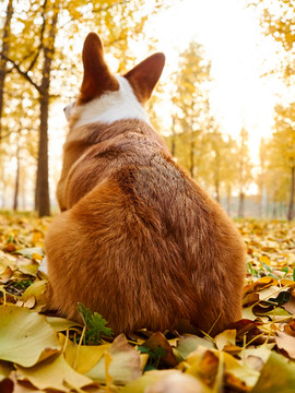 彭布罗克威尔士柯基牧牛犬