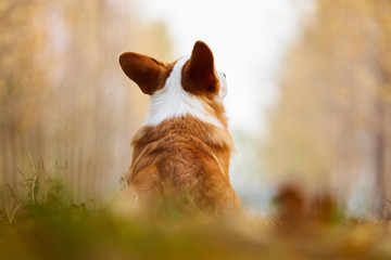 彭布罗克威尔士柯基牧牛犬