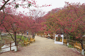 樱花 樱花树