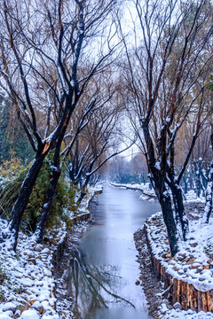 林中雪景