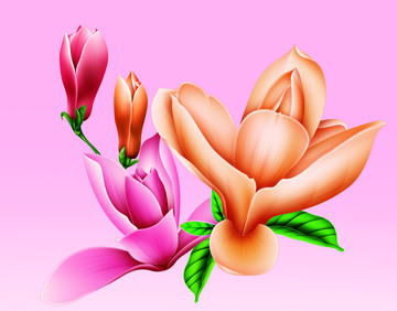 花紋 蘭花 花卉
