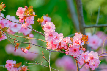 樱花