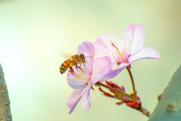 樱花