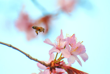 樱花