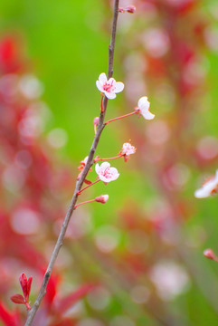 紅葉李