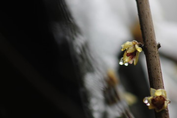 江南的雪