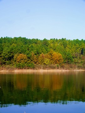 湖边松树林