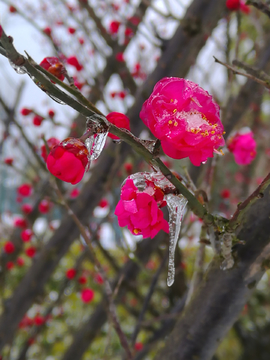 雪中梅花