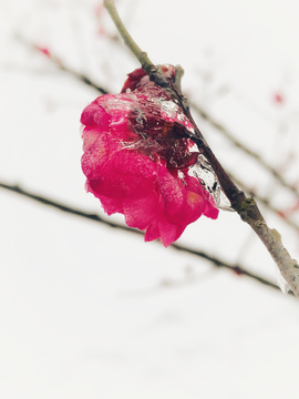 雪中梅花