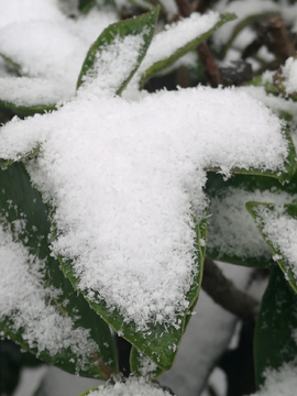 雪中植物